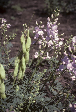 APII jpeg image of Swainsona galegifolia  © contact APII