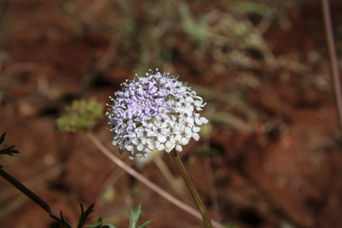 APII jpeg image of Trachymene glaucifolia  © contact APII