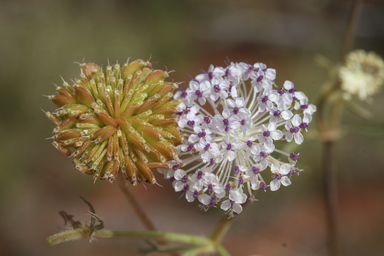 APII jpeg image of Trachymene glaucifolia  © contact APII