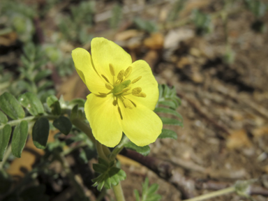 APII jpeg image of Tribulus terrestris  © contact APII