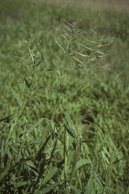 APII jpeg image of Urochloa mosambicensis  © contact APII