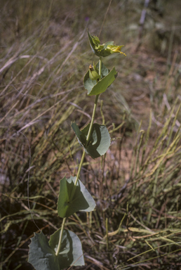 APII jpeg image of Goodenia panduriformis  © contact APII