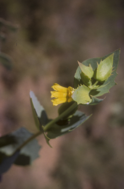 APII jpeg image of Goodenia panduriformis  © contact APII