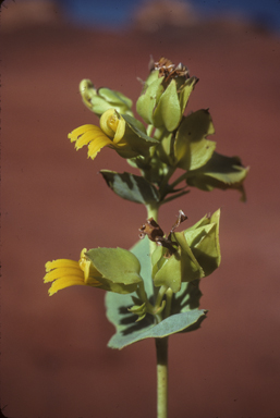 APII jpeg image of Goodenia panduriformis  © contact APII