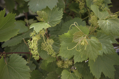 APII jpeg image of Vitis vinifera  © contact APII