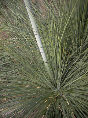 APII jpeg image of Xanthorrhoea glauca  © contact APII