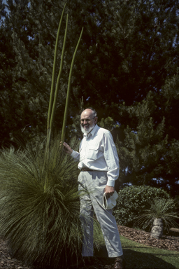 APII jpeg image of Xanthorrhoea glauca  © contact APII