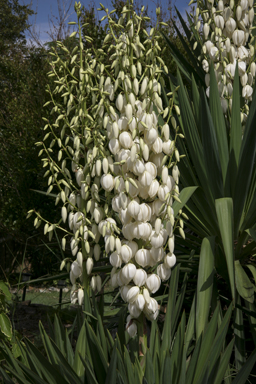 APII jpeg image of Yucca aloifolia  © contact APII