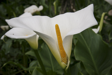 APII jpeg image of Zantedeschia aethiopica  © contact APII