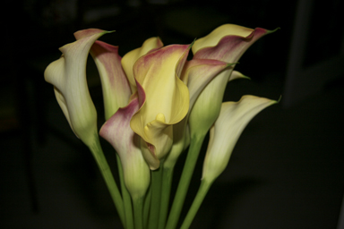 APII jpeg image of Zantedeschia elliottiana  © contact APII