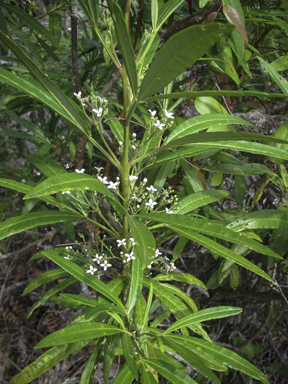 APII jpeg image of Zieria arborescens  © contact APII