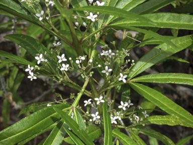 APII jpeg image of Zieria arborescens  © contact APII