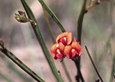 APII jpeg image of Daviesia alata  © contact APII