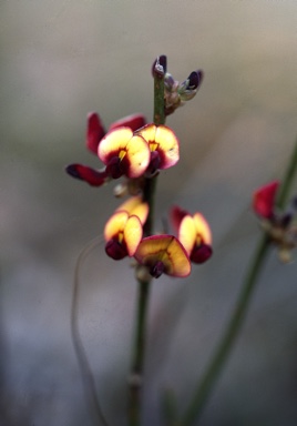 APII jpeg image of Daviesia gracilis  © contact APII