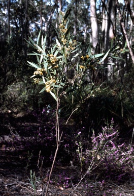 APII jpeg image of Daviesia laevis  © contact APII