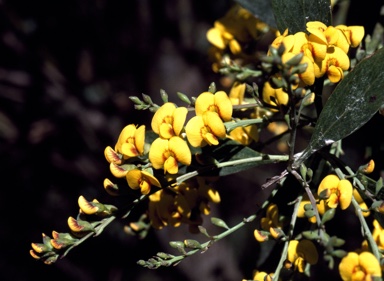 APII jpeg image of Daviesia laxiflora  © contact APII