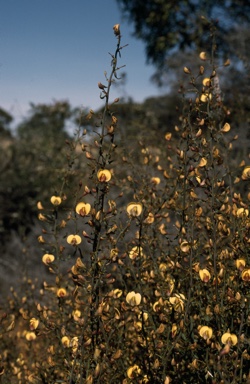 APII jpeg image of Daviesia spiralis  © contact APII