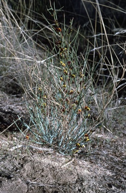 APII jpeg image of Daviesia smithiorum  © contact APII