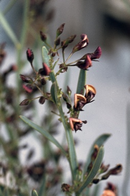 APII jpeg image of Daviesia stricta  © contact APII