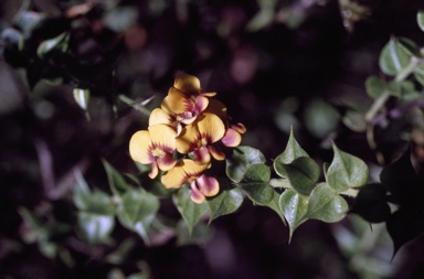 APII jpeg image of Daviesia umbellulata  © contact APII