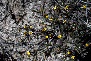 APII jpeg image of Aotus sp. Southern Wheatbelt (C.A.Gardner & W.E.Blackall 1412) WA  © contact APII