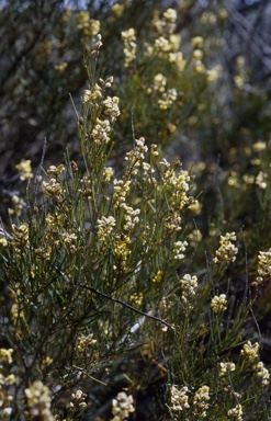 APII jpeg image of Mirbelia longifolia  © contact APII