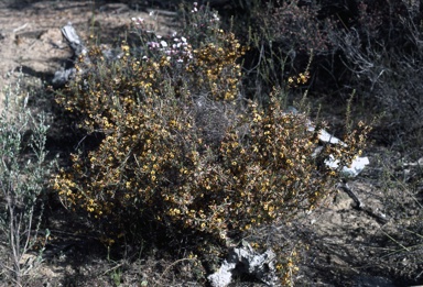 APII jpeg image of Mirbelia  microphylla   © contact APII