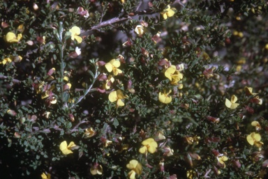 APII jpeg image of Pultenaea wudjariensis  © contact APII