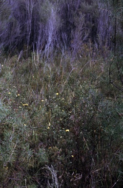 APII jpeg image of Pultenaea divaricata  © contact APII