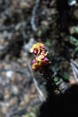 APII jpeg image of Pultenaea ericifolia  © contact APII