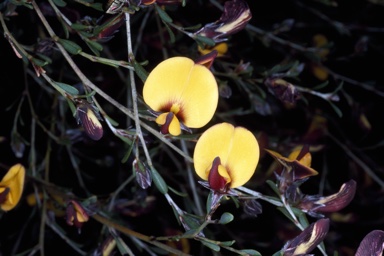 APII jpeg image of Pultenaea ochreata  © contact APII