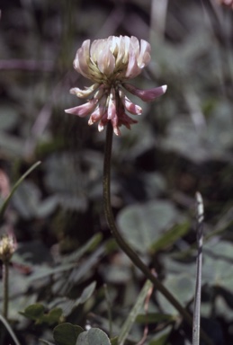 APII jpeg image of Trifolium repens  © contact APII