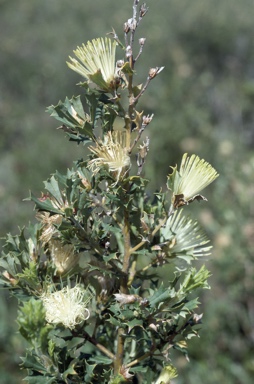 APII jpeg image of Banksia sessilis var. cygnorum  © contact APII