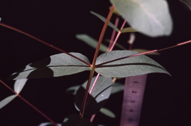 APII jpeg image of Eucalyptus baeuerlenii  © contact APII