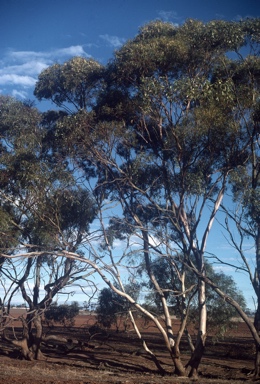 APII jpeg image of Eucalyptus kochii subsp. borealis  © contact APII