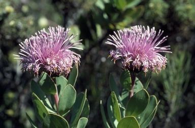 APII jpeg image of Isopogon latifolius  © contact APII