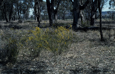 APII jpeg image of Acacia acinacea  © contact APII