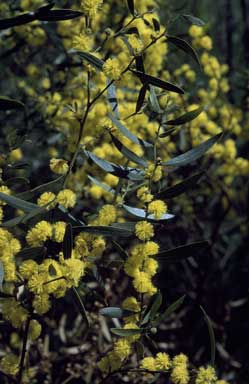 APII jpeg image of Acacia verniciflua  © contact APII