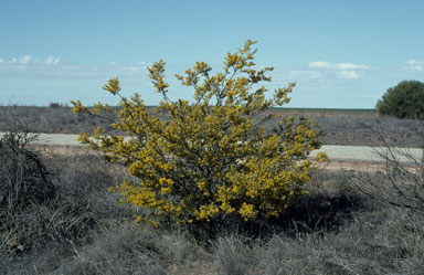 APII jpeg image of Acacia brachybotrya  © contact APII