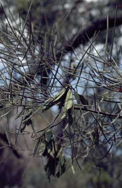 APII jpeg image of Acacia incurvaneura  © contact APII