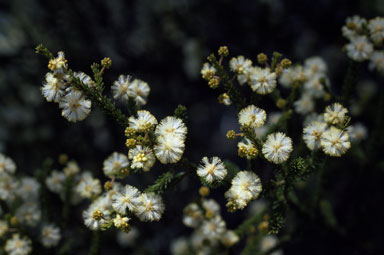 APII jpeg image of Acacia brunioides subsp. brunioides  © contact APII