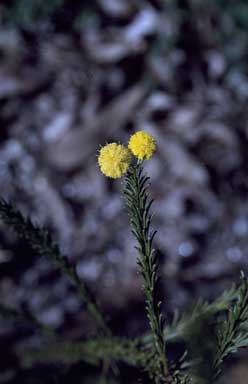 APII jpeg image of Acacia brunioides subsp. granitica  © contact APII