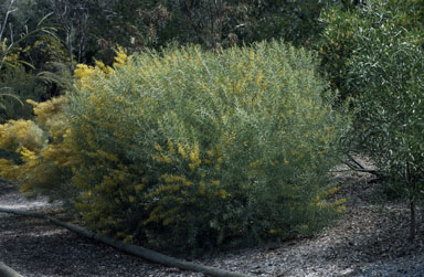 APII jpeg image of Acacia caesiella  © contact APII