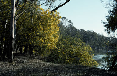 APII jpeg image of Acacia dealbata  © contact APII