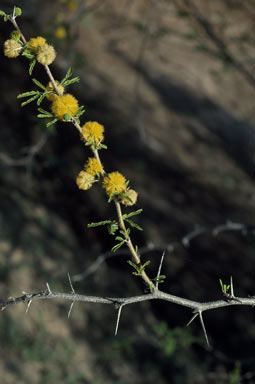 APII jpeg image of Vachellia farnesiana  © contact APII