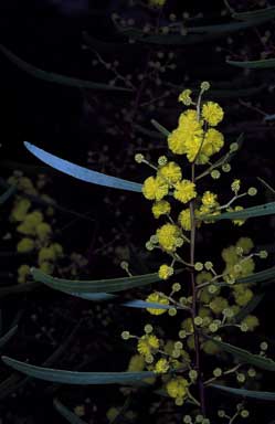 APII jpeg image of Acacia gladiiformis  © contact APII