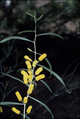 APII jpeg image of Acacia lasiocalyx  © contact APII