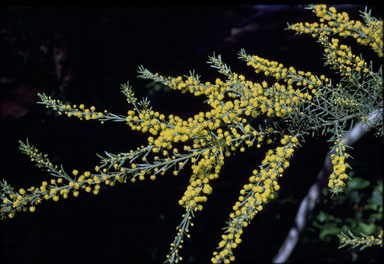 APII jpeg image of Acacia leprosa  © contact APII