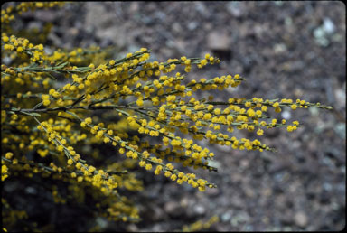 APII jpeg image of Acacia lineata  © contact APII