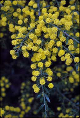 APII jpeg image of Acacia paradoxa  © contact APII